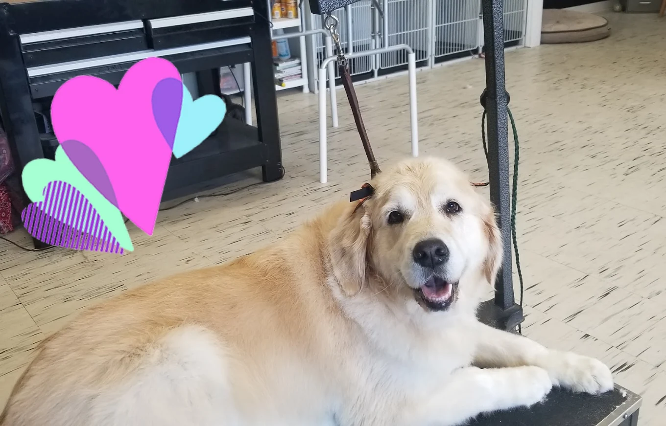 Grateful Pet Grooming Salon